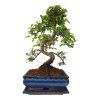 Brest drobnolistý - Ulmus parviflora  SK 3344-3