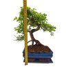 Brest drobnolistý - Ulmus parviflora  SK 3344-3