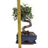 Brest drobnolistý - Ulmus parviflora  SK 3344-3