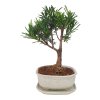 Podocarpus - Kamenný tis  SK 3344 -7