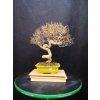 Drieň obyčajný -Cornus mas  SK 3344-98