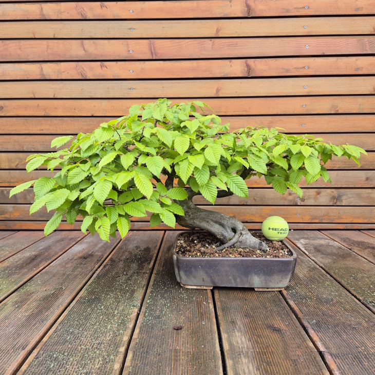 Habr obecný (Carpinus betulus)