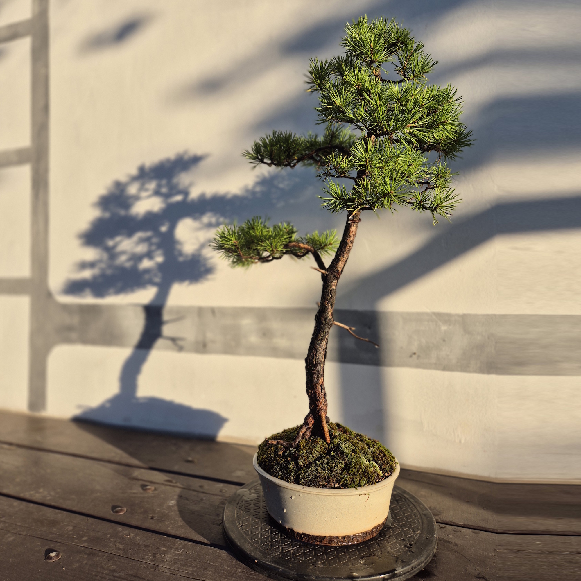 Borovice lesní (Pinus sylvestris)