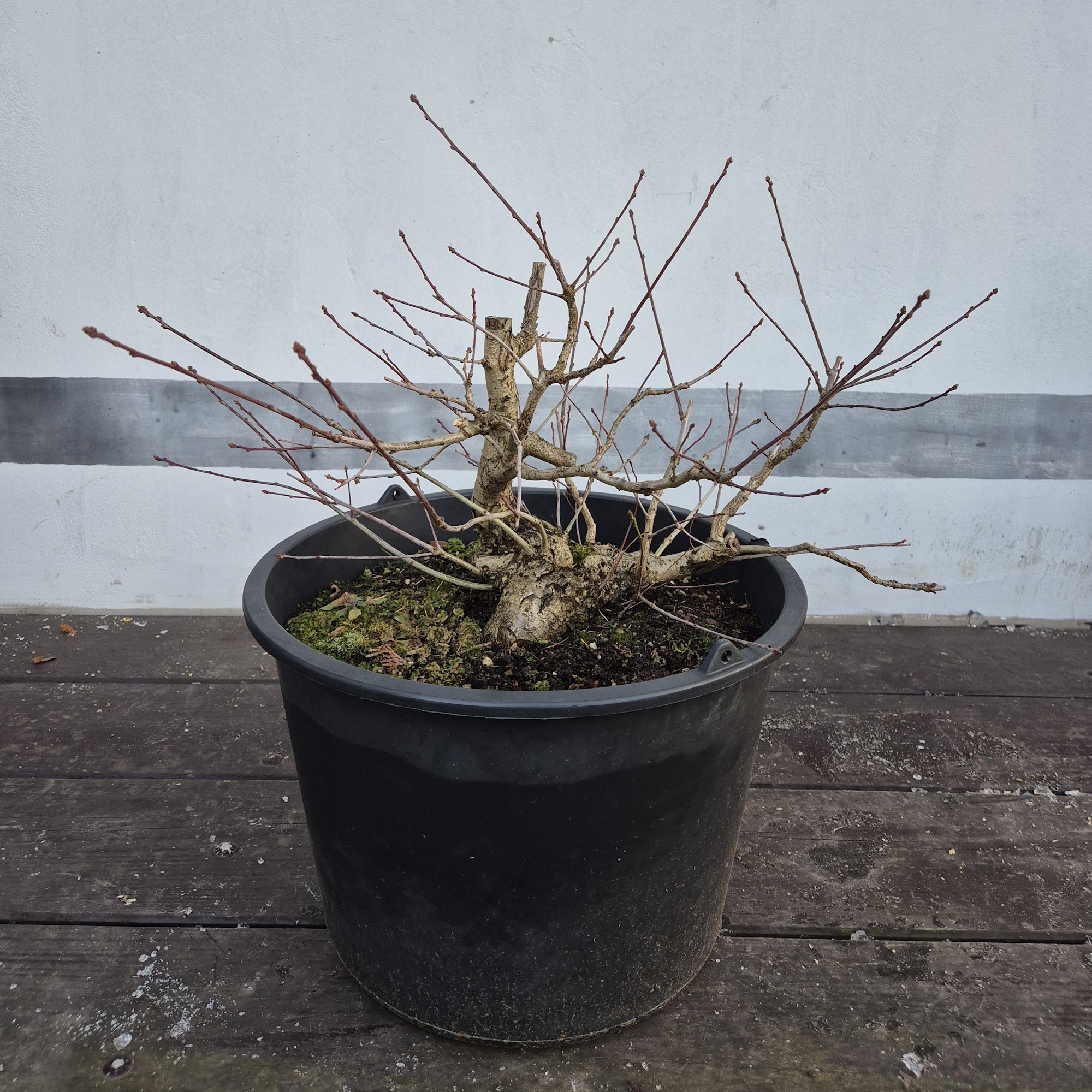 Dub letní (Quercus robur)