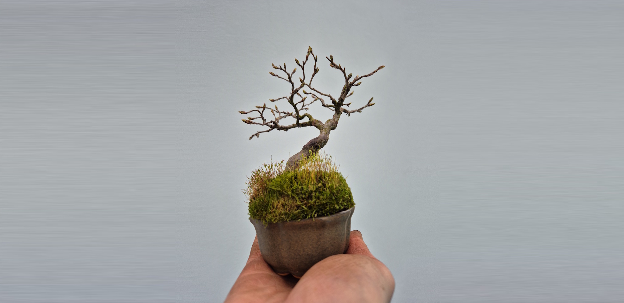 shohin