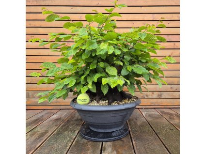Yamadori 1