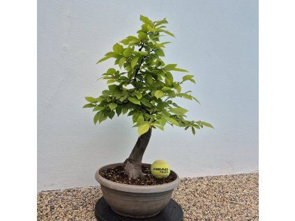 Prebonsai (Habr obecný)