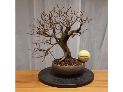Bonsai 2