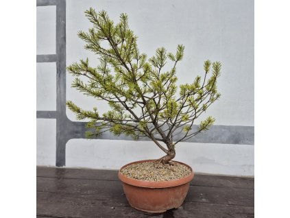 Yamadori 2