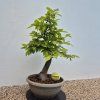 Prebonsai (Habr obecný)