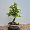 Prebonsai 1