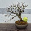 Bonsai (Habr obecný)
