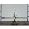 Prebonsai 1