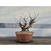 Yamadori (Habr obecný)