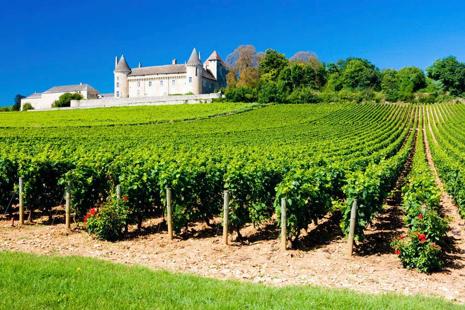 vinice-st-emilion