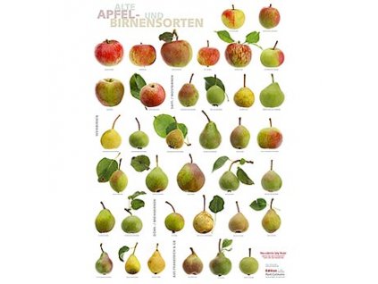 Port Culinaire - Küchenposter Äpfel (59,4 x 84cm), 1 St
