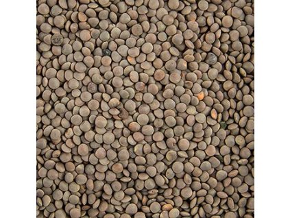 Kleine braune Linsen (wie aus der Champagne)