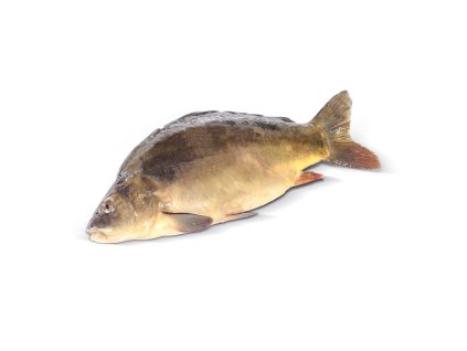 Kapr celý kuchaný 1,5–2 kg