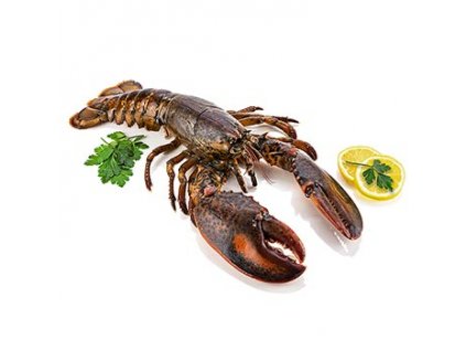 Kanadský humr (HPL), s krunýřem, Hafro,TK, 500 g