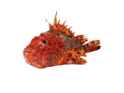 Ropušnice 0,6–2 kg dle váhy