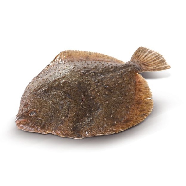 Kambala velká farmovaná 1–2 kg - bossfood.cz