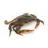Soft Shell Crab Jumbo