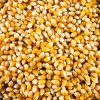 Pop-Corn-Mais, BIO-zertifiziert, 1 kg