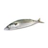 Makrela nekuchaná 200–400 g, 20 kg