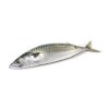 Makrela nekuchaná 200–400 g 1 x 20 kg