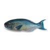Parrot fish kuchaný 2–5 kg dle váhy