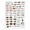 Port Culinaire - Küchenposter Meeresfische (59,4 x 84cm), St