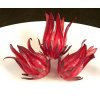 Wild Rosella, Blütenkelche vom wilden Hibiskus, TK, 500 g