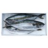 529 1 hamachi 2 6 kg originalni box