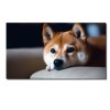 shiba puppy