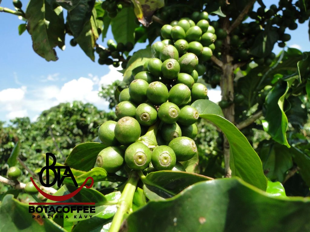 Rostouci-kava-Colombia-Excelso-EP-Huila-Los-Hibiscos-2024-botacoffee