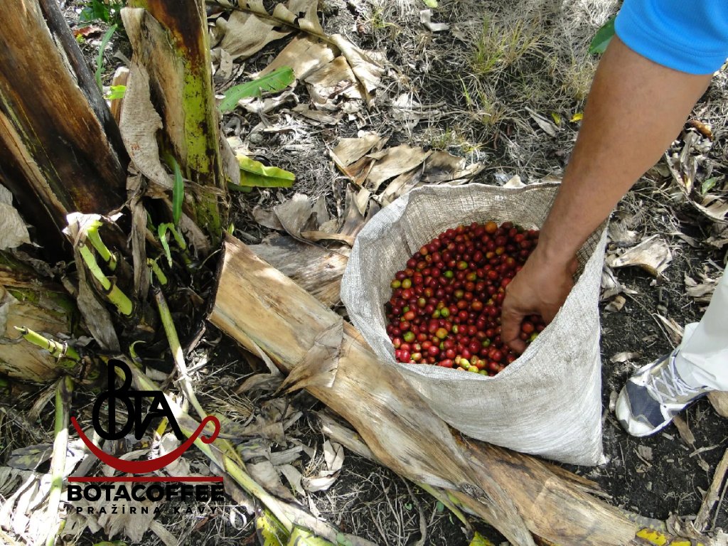 Sber-kavy-Colombia-Excelso-EP-Huila-Los-Hibiscos-2024-botacoffee