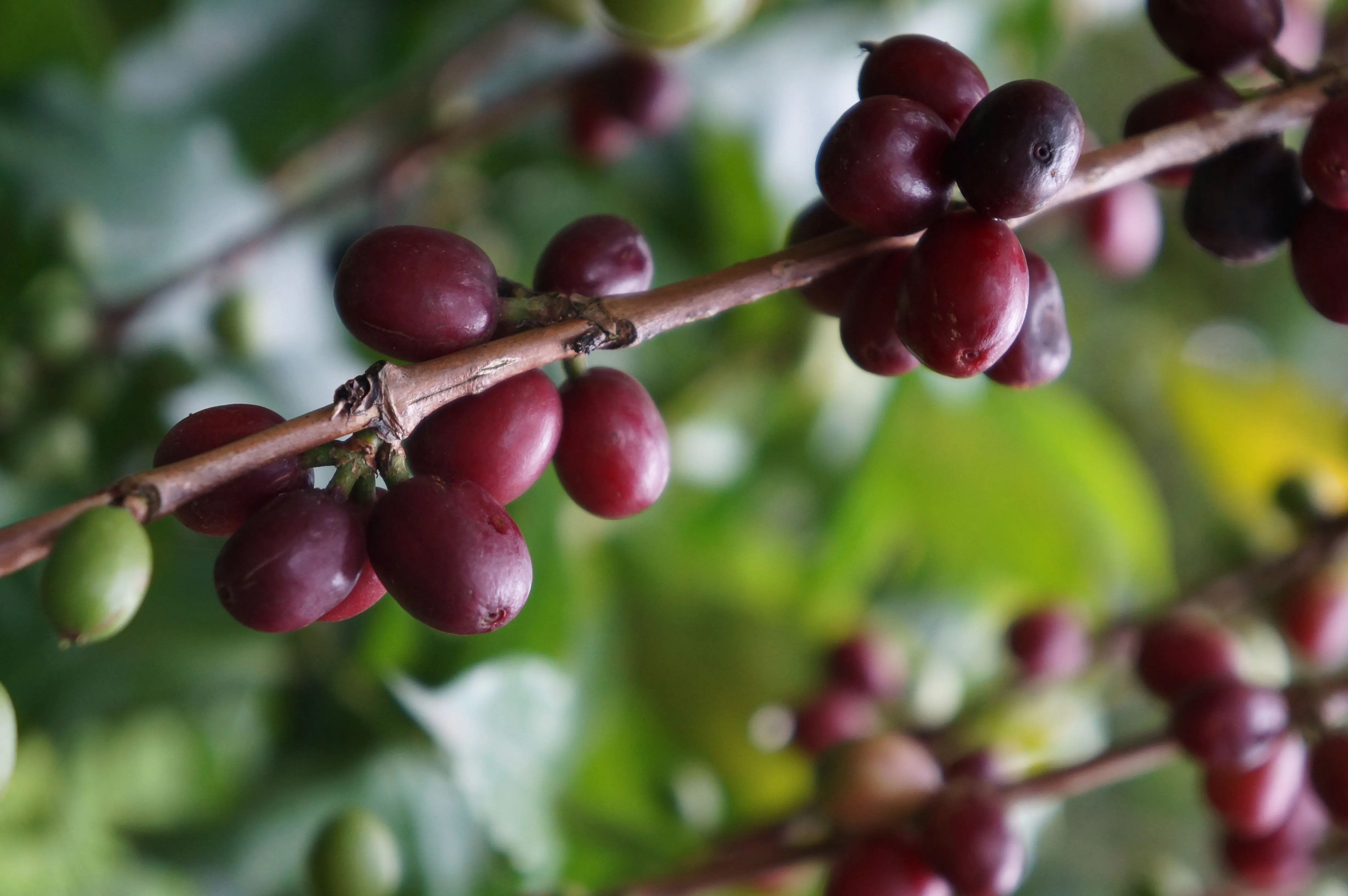 Ethiopia-Yirgacheffe-Biri-Chereka-2024-kavove-tresne