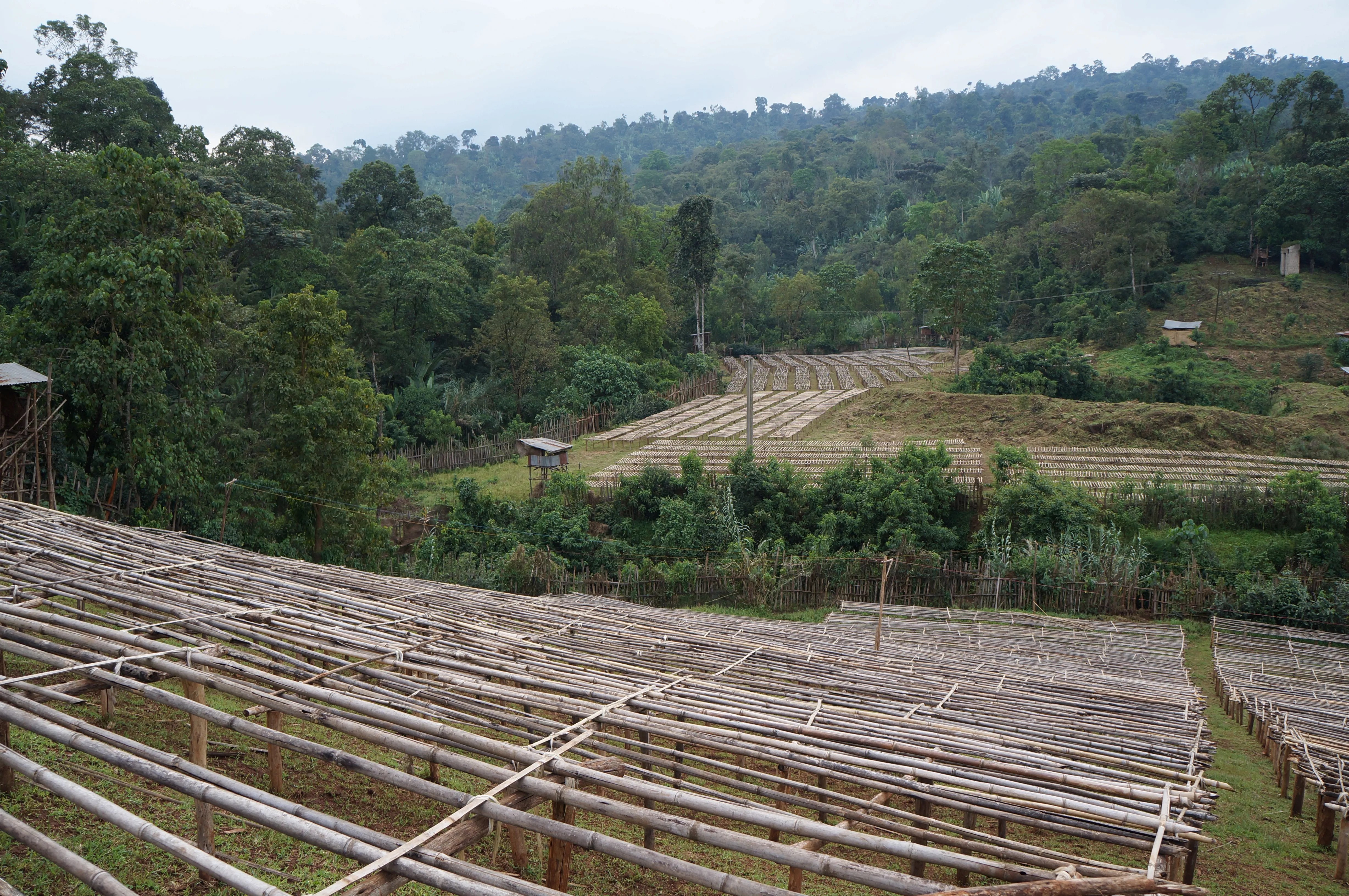 Ethiopia-Yirgacheffe-Biri-Chereka-2024-zvysena-luzka
