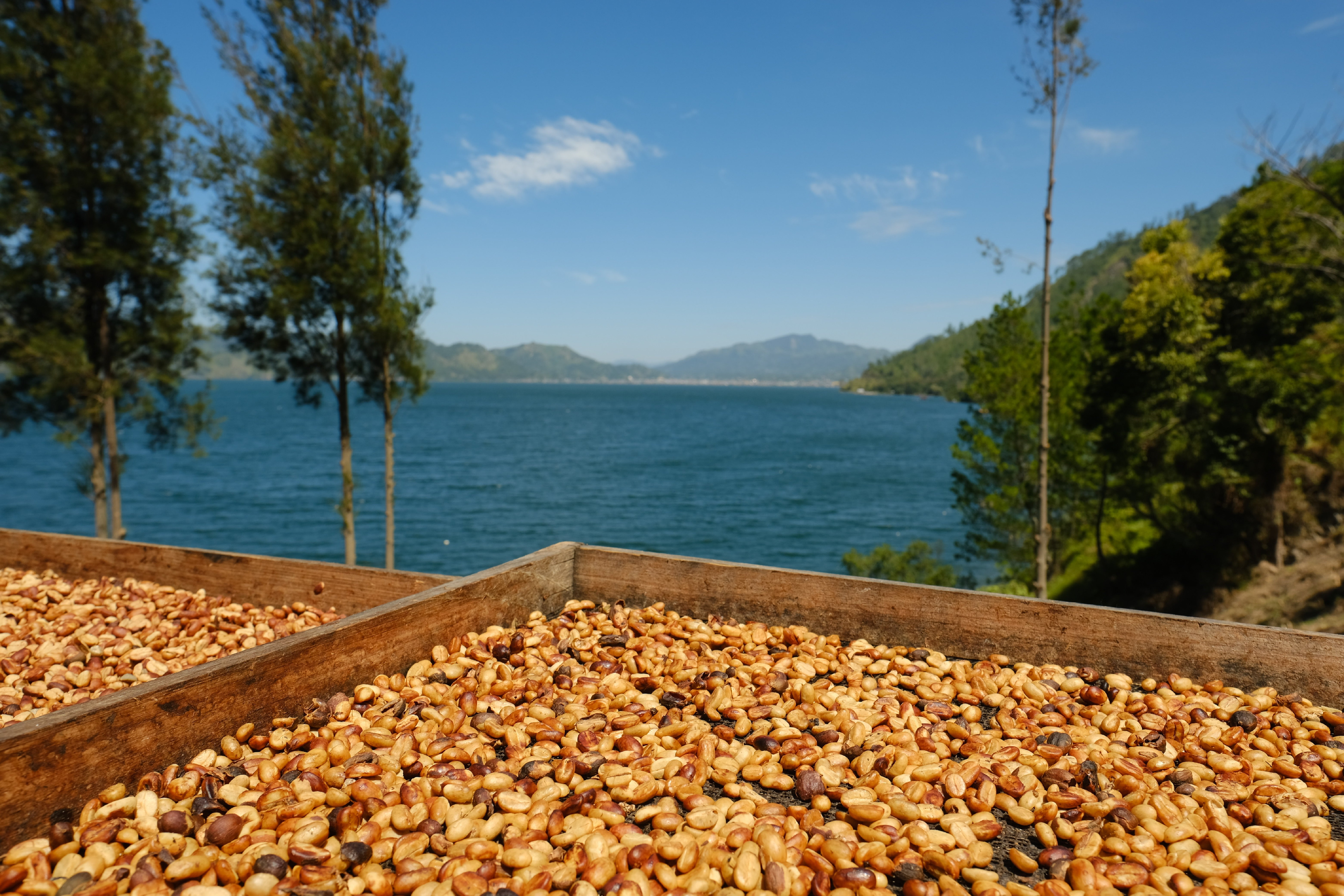 Coffee processing - drying