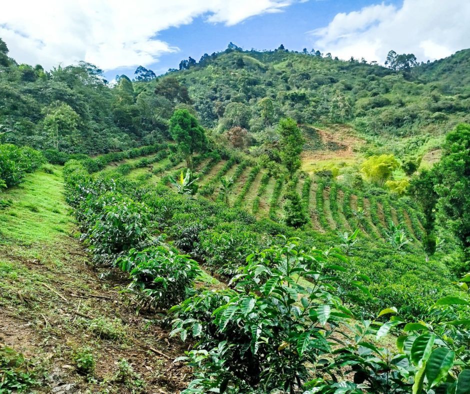 Kávová plantáž v Peru Cajamarca