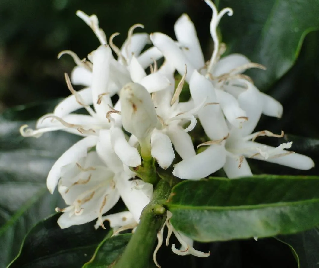 KvÄ›t kávovnĂku