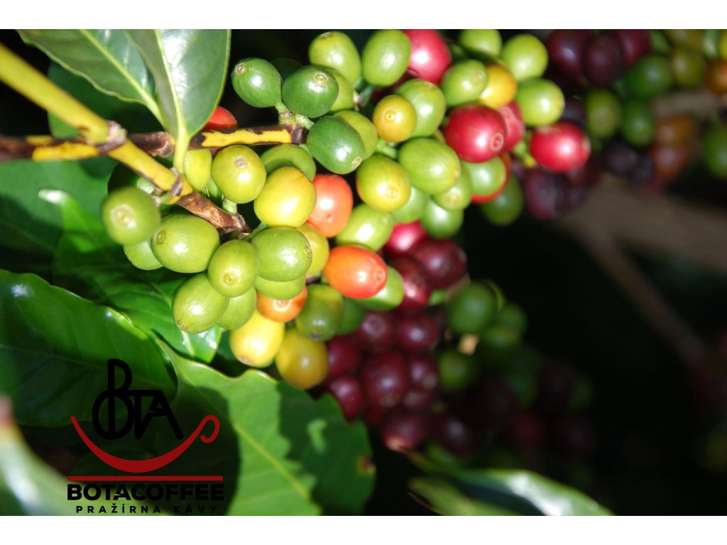 Uganda-AA-Bugisu-kavove-tresne-BotaCoffee