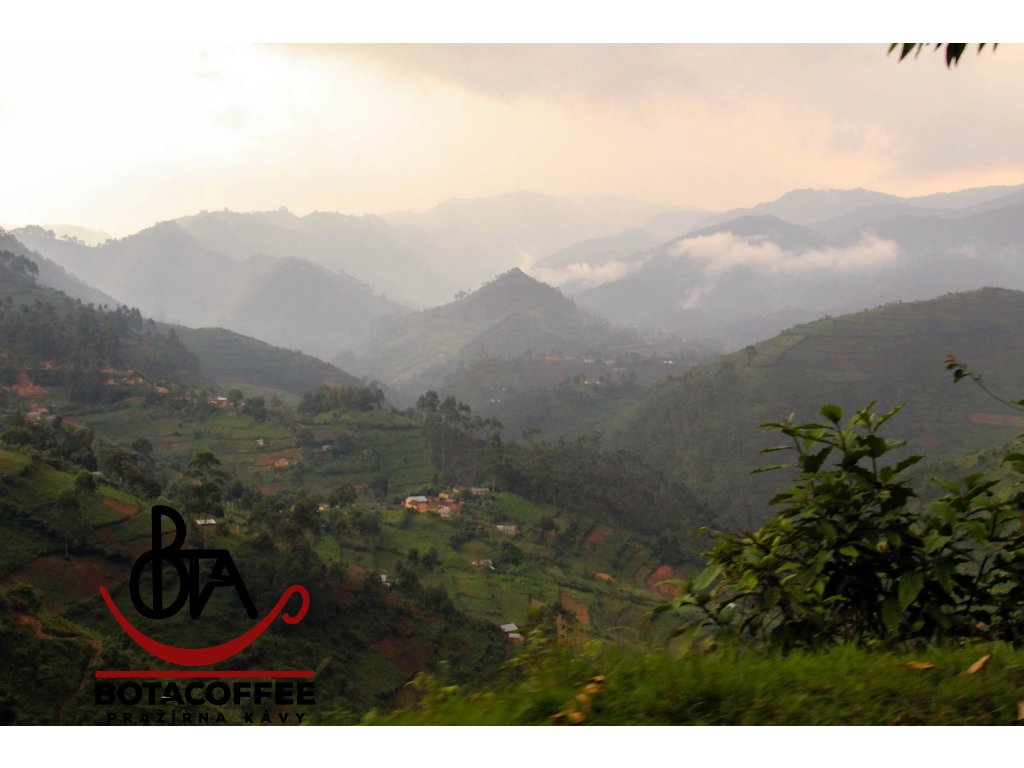 Uganda-AA-Bugisu-plantaze-BotaCoffee