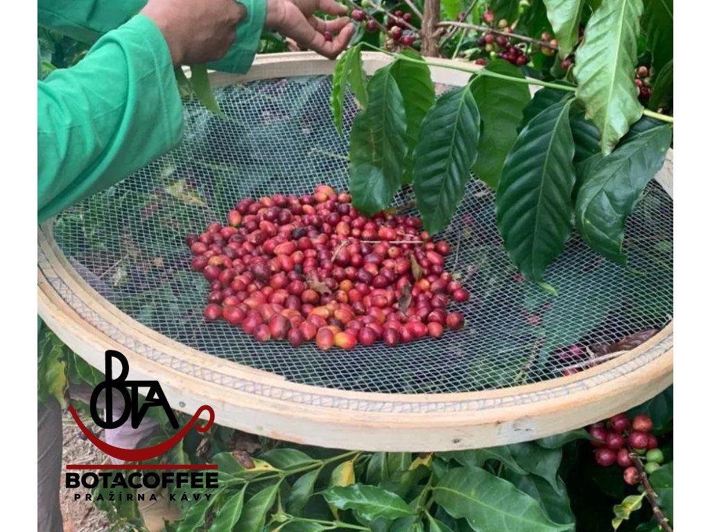 brazil-drum-fermentation-fazenda-mirante-sul-de-minas-2024-sklizen