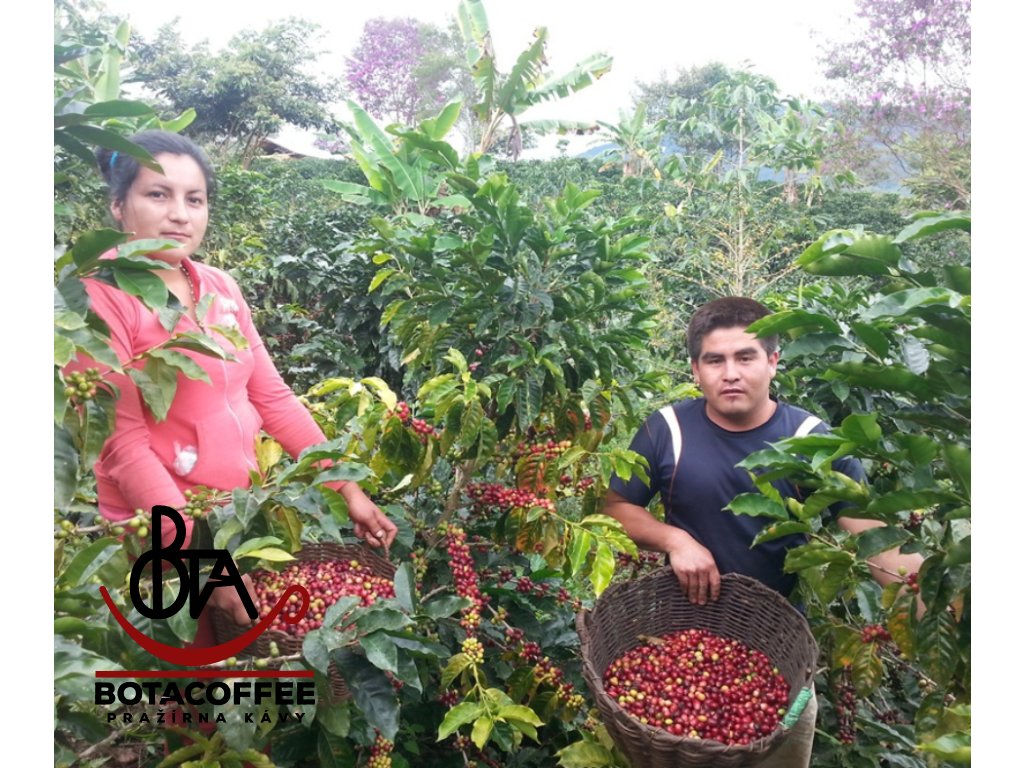 peru-grade-1-amazonas-2024-sklizeň-kavy