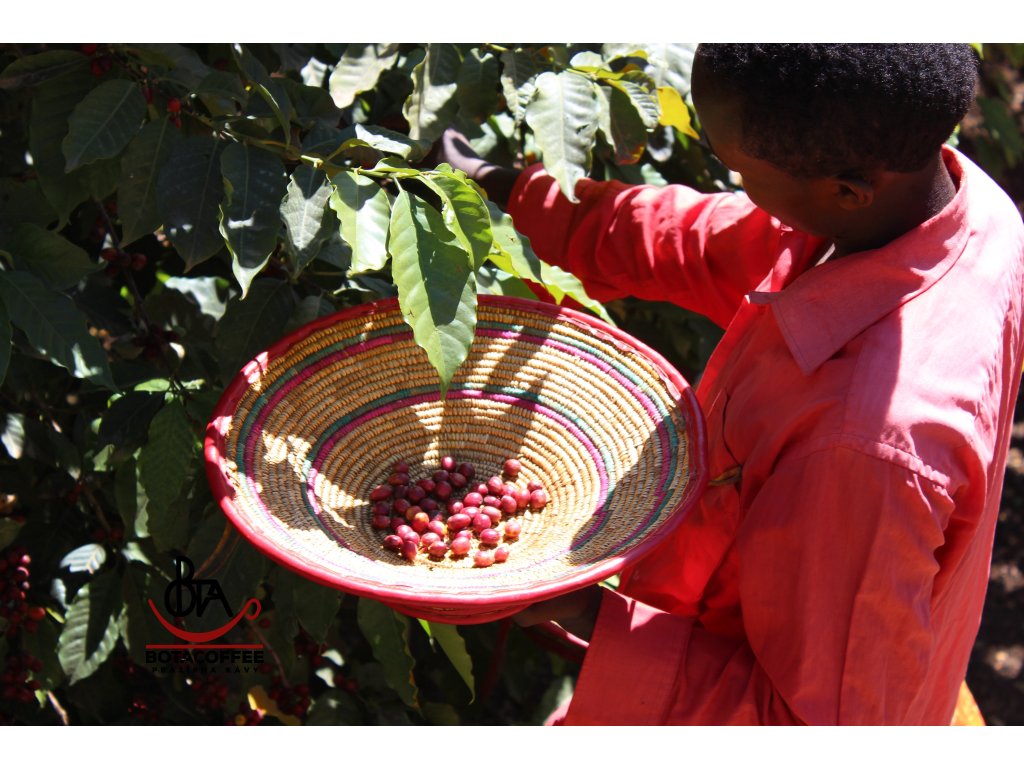 Ethiopia Yirgacheffe Chelbesa Carbonic Maceration Grade 1 (250g) BotaCoffee.cz