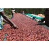 Ethiopia - Biya Faris - Bashasha Single Farm Natural Djimma 2020 (1kg)