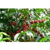Ethiopia Beloya Yirgacheffe Carbonic Maceration Grade 1 - 2022 (250g)
