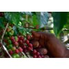 Ethiopia Beloya Yirgacheffe Carbonic Maceration Grade 1 - 2022 (250g)