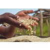 Zelená káva Rwanda Karambi